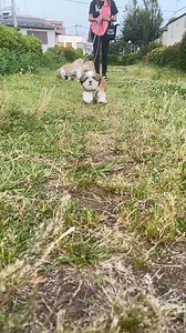 What a fluff ball Credit: @momo20180401 | Shih Tzu World