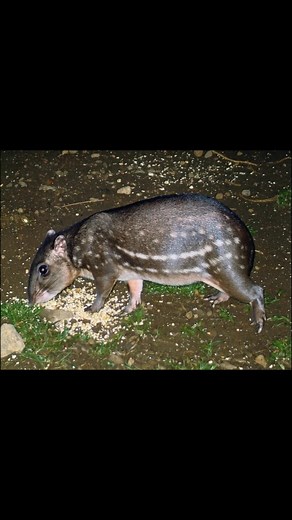El tepezcuintle es un roedor nocturno y silencioso que habita los bosques húmedos de América Latina. Con su pelaje moteado y su andar sigiloso, juega un papel vital en el ecosistema al dispersar semillas y mantener el equilibrio natural. ¡Un habitante discreto, pero imprescindible de la selva! 🐹🌙 | Rancho Alegre