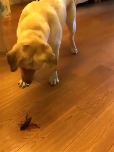 Hilarious Dogs: Funny Moments Caught on Camera