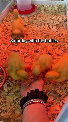 Saturday with the baby ducks — weekend duckling hangout