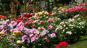 Lovely 😍 🌸 🌱 🌹 🌺 I Love Gardening! | Garden Lovers Club