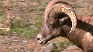 Bighorn sheep close up Free Stock Video Footage