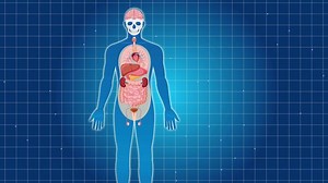 Animation illustrating the human digestive system, zooming into the stomach. Blue grid background, anatomical details, and smooth transitions