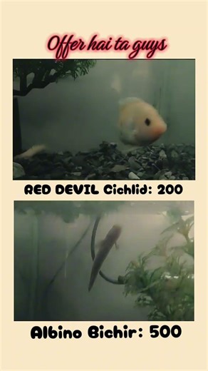 Red devil cichlid:200 albino bichir:500 insta/tiktok:GuppyTreasure#albino#bichir#reddevils#cichlids