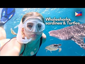 First time Swimming with Whale Sharks & Sardines in Moalboal Cebu, Philippines 🇵🇭