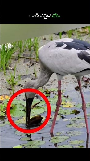 కొంగకు ఎదురైన అతి ప్రమాదకరమైన శత్రువు ఇదేనా? 😱 | Nature Shocking Facts Telugu #shorts