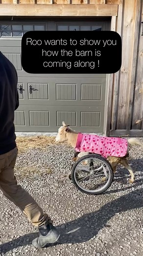 Barn tour with Roo. The sun came out today, so we thought Roo might like to go for a little adventure. She got to be the first goat in the new barn, and gave it a thorough inspection. Countless hours have gone into our barn plan to make it perfect for everyone. From large community stalls with direct outdoor access, a special needs area with a private pasture, solo stalls for a few residents, a large center aisle for Roo to cruise down, and a heated medical room with a hospital stall. It’s wild 