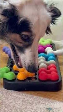 My fast eater finally slowed down with this #dogs #dogtoy #dog