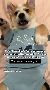 11-Week-Old Corgi Mix Puppy Found Being Physically Abused By CHILDREN... DONATE: https://bit.ly/4gNfUIo In an inexplicable act of cruelty, tiny puppy Thompson was found being physically abused by a small group of children. Thankfully, Thompson was seized by Animal Control officers. We don’t know how he fell into the hands of these children, but their mistreatment has left him with possibly lifelong complications. The local shelter had no room or resources for him, so he landed in our care. Since