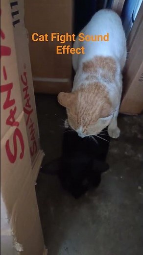 Cat Fight Sound Effect #fightinganimals #cuteanimals