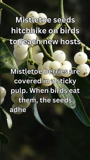 Mistletoe’s Sticky Seed Adventure!