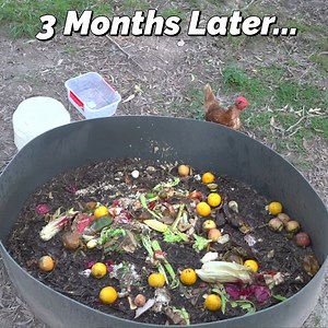 How Am I Composting With Chickens | Self Sufficient Me