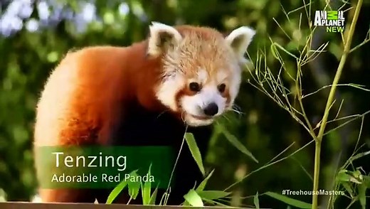 Treehouse Masters - Se3 - Ep05 HD Watch