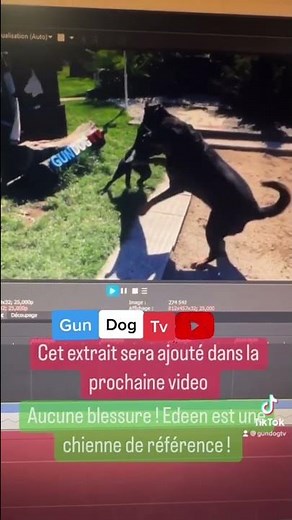 L'attaque injuste du rottweiller