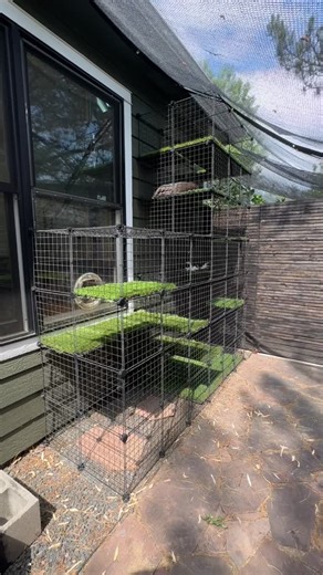 Lydia | WFH with Pets 🐾🪴💻 on Instagram: "Drop any questions in the comments and let me know if you’ll be building a catio for your cats! #catio #catiolife #coloradocats"