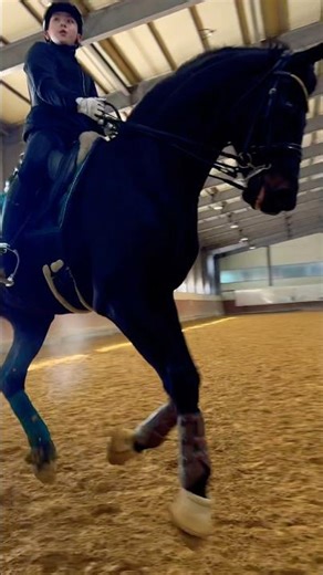 2026년 1월 24일 #horse #equestrian #dressage #승마 #발리오스승마클럽 #마장마술 #화성승마장