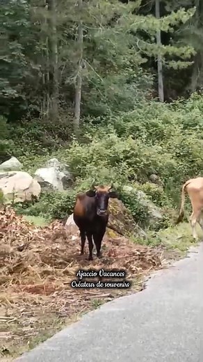 Ton retard 😅 au boulot en Corse : 10% toi, 90% les vaches 🐂 au milieu de la route 🤣😂 #Corse #AnimauxEnLiberté #FauneLocale #MontagneCorse #RouteCorse #MontagneCorse #Vacances #VacancesEnCorse #Corsica #ÎleDeBeauté #fblifestyle | Ajaccio Vacances