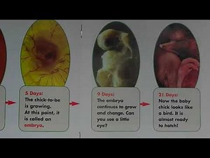 A Read Aloud: All About Chicks