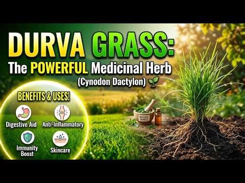 Cynodon dactylon| durva grass | doob grass | Bermuda grass