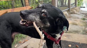 Take a stick, leave a stick: U.S. park’s dog library proving to be a hit