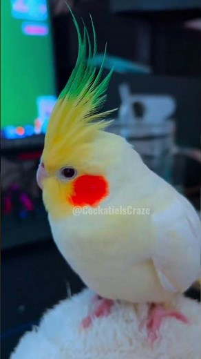 Adorable Cockatiel Emerald's Irresistible Charm 🥰🦜 #cockatielscraze #vibrantbirds