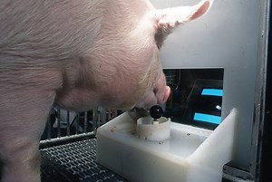 Study shows pigs can be trained to play video games