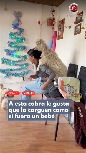 Cadena A Red Nacional on Instagram: "Un video que se ha vuelto viral en TikTok muestra a una cabra subiéndose a la espalda de su dueña para que la cargue como si fuera un bebé. Se le ve feliz y totalmente mimada, disfrutando cada segundo del paseo. Fuente: TikTok/felicita.lacapri"