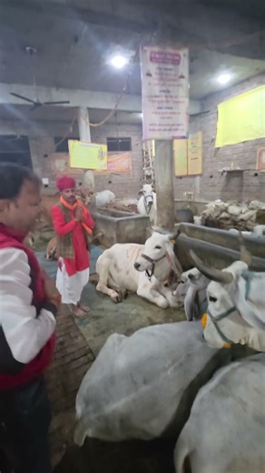 हमारा हर एक प्रयास गऊ माता को राष्ट्र माता घोषित करवाने के लिए #viralvideo #viral #gaumata #gaiya