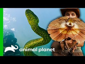 Coyote Faces Some Of The Deadliest Reptiles Around The World | Coyote Peterson: Brave The Wild