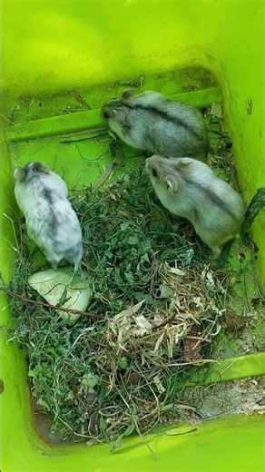 2026. Chomik (chomicznik) dżungarski (Phodopus sungorus). Dzhungarian Hamsters