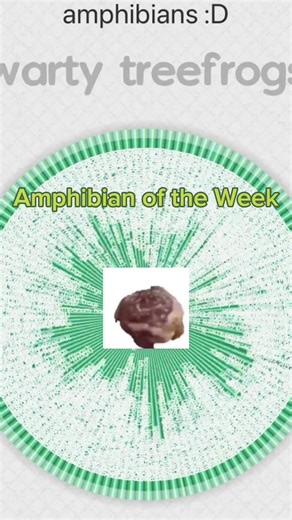 Amphibian of the week: Bubbling Frogs / Running Frogs / Kassin’s Frogs (Kassina Genus) 🐸🐸🐸 Fun fact about running frogs: these frogs actually don’t hop at all, they run (hence the name cough cough) 🐸🐸🐸 Anways! Videos (in the order they appear on screen): https://youtu.be/w6CKP5dJFH0?si=0Kwksj81SR-5GPRQ: “Cute Frog Makes Alien Sound #10” by Critter Keeper on Youtube; https://youtu.be/ylQHHtD975A?feature=shared: “Kassina Senegalensis” by hnjacob on Youtube; https://youtu.be/LPECW6QxSW8?si=Ax