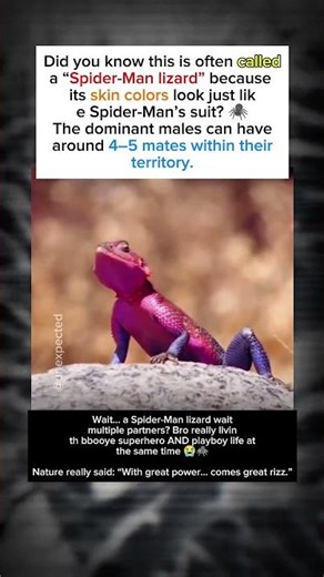 Spider-Man Lizard The Colorful King with Super Moves