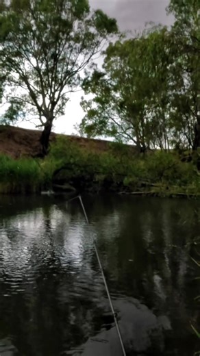 Frogging Tips for Catching Murray Cod