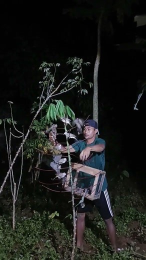 catching birds in cages, some even escape#animals#hewanunik