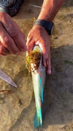 The Colorful Reef Fish You Won’t Believe Exists! 🐠🌊