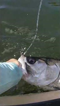 A Rod Built for Tarpon: 8' Heavy Fenwick World Class #inshorefishing #tarponfishing #spinningrod
