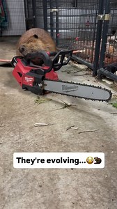 Modern bobers are more efficient #bober #bobr #biber #beaver | Bober Kurwa