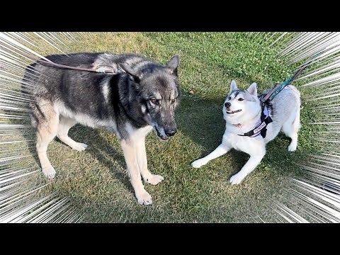 [Owner rejoices] This is a real wolfdog...