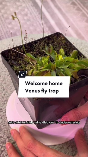 Venus Fly Trap Care: Indoor Setup & Tips