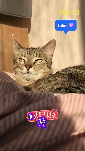 Part 3 The Amazing Ear Rotation of Cats