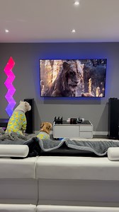 9.9M views · 334K reactions | How are they this smart!?  they’re ready to protect Simba! #lionking #dogs #doglovers | Luna The Pittie | Facebook