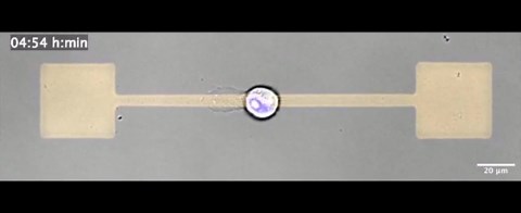 Cellular memory: The clever strategy cells use to move through narrow environments