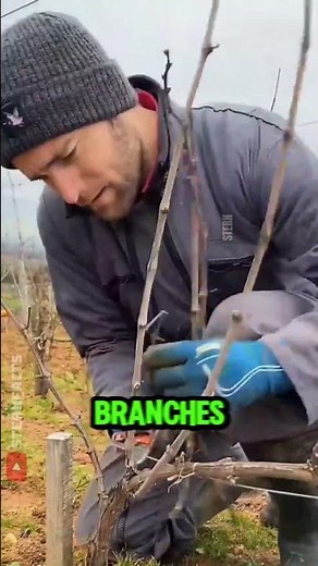 This Brutal Vine Cutting Trick Boosts Grape Yields 🍇