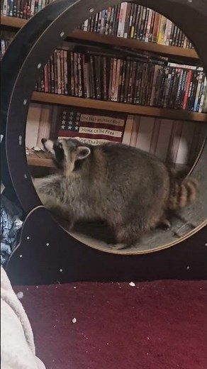 A Lacey Raccoon Workout Video ~ Whine 3min ~ Work Out 3 min ~ Break 5 - 20 hrs #Raccoonlife