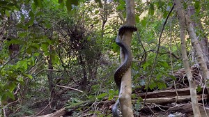 22K views · 341 reactions | Illawarra Snake Catcher on Reels | Facebook