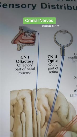 Cranial Nerves #nursing #nursingstudent #nursingschool #nurse #nurses #nursestiktok #nursecommunity #nursingreview #nursingsong #nursinglife #nurselife #medicine #medstudent #medstudentlife
