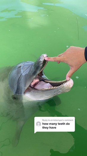 Dolphin Teeth: An Insight into These Marine Mammals' Dental Structure