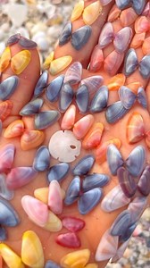 39K views · 51 reactions | Coquinas are always my favorite to find  * * * #longboatkey #florida #shells #beachcombing #gulfofmexico | Follow Me To Longboat Key | Facebook