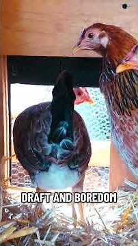 Winterizing My Chicken Coop ❄️ #homesteadlife #backyardchickens #winter