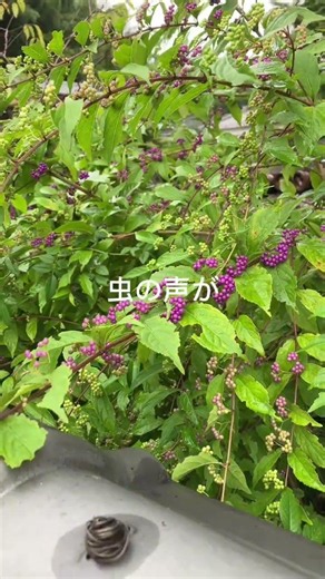【わが家の秋】ムラサキシキブと重なり合う虫の声